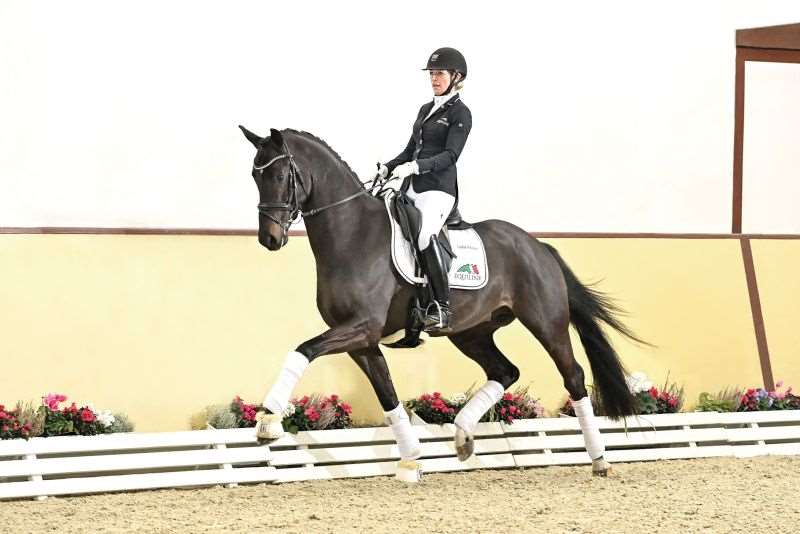 Tie Break Stallion Tie Break Stallion